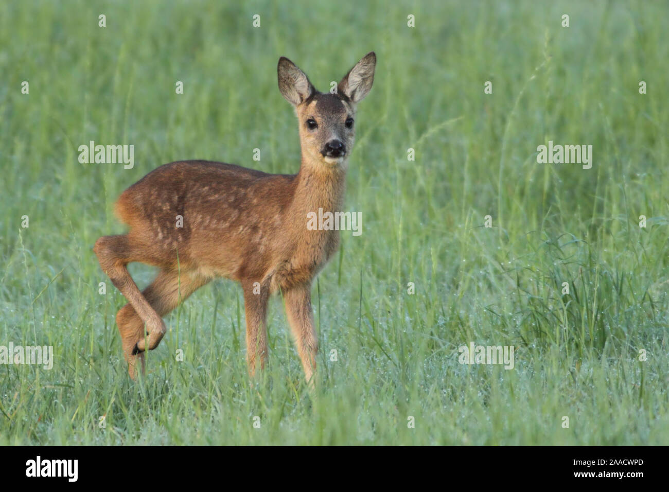 Reh in Wiese am Niederrhein Stockfoto