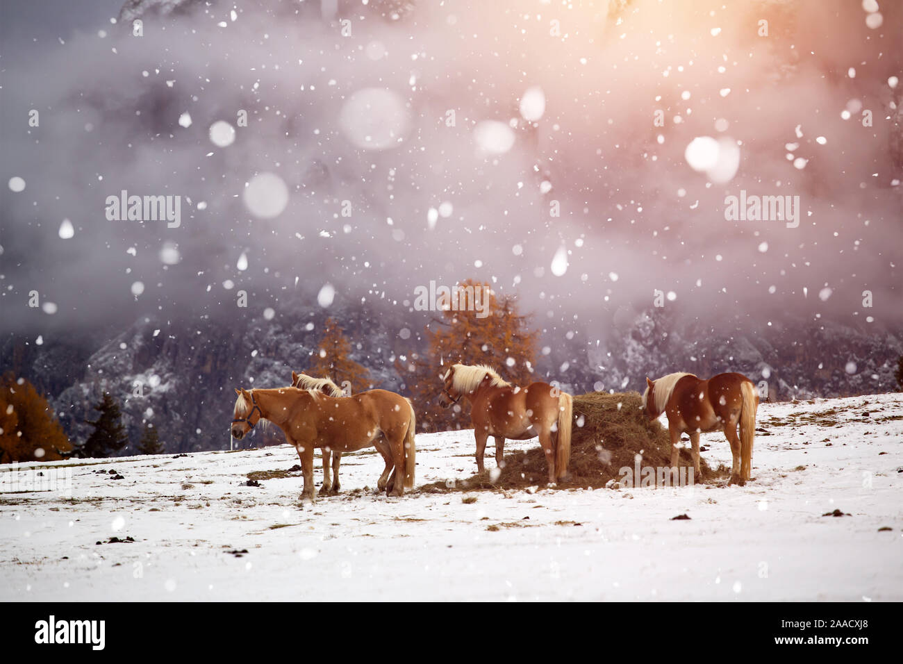 Pferde auf der Wiese im Winter Schneefall, Dolomiten, Seiser Alm (Seiser Alm), Südtirol, Italien. Stockfoto