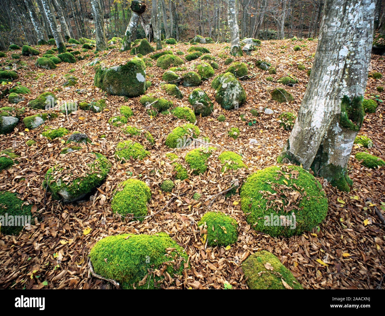 Herbst Wald im Balkangebirge, Bulgarien. November. Laub von Jahrhunderte alten Bäumen haben den Boden bedeckt. Die Steine sind mit g abgedeckt Stockfoto