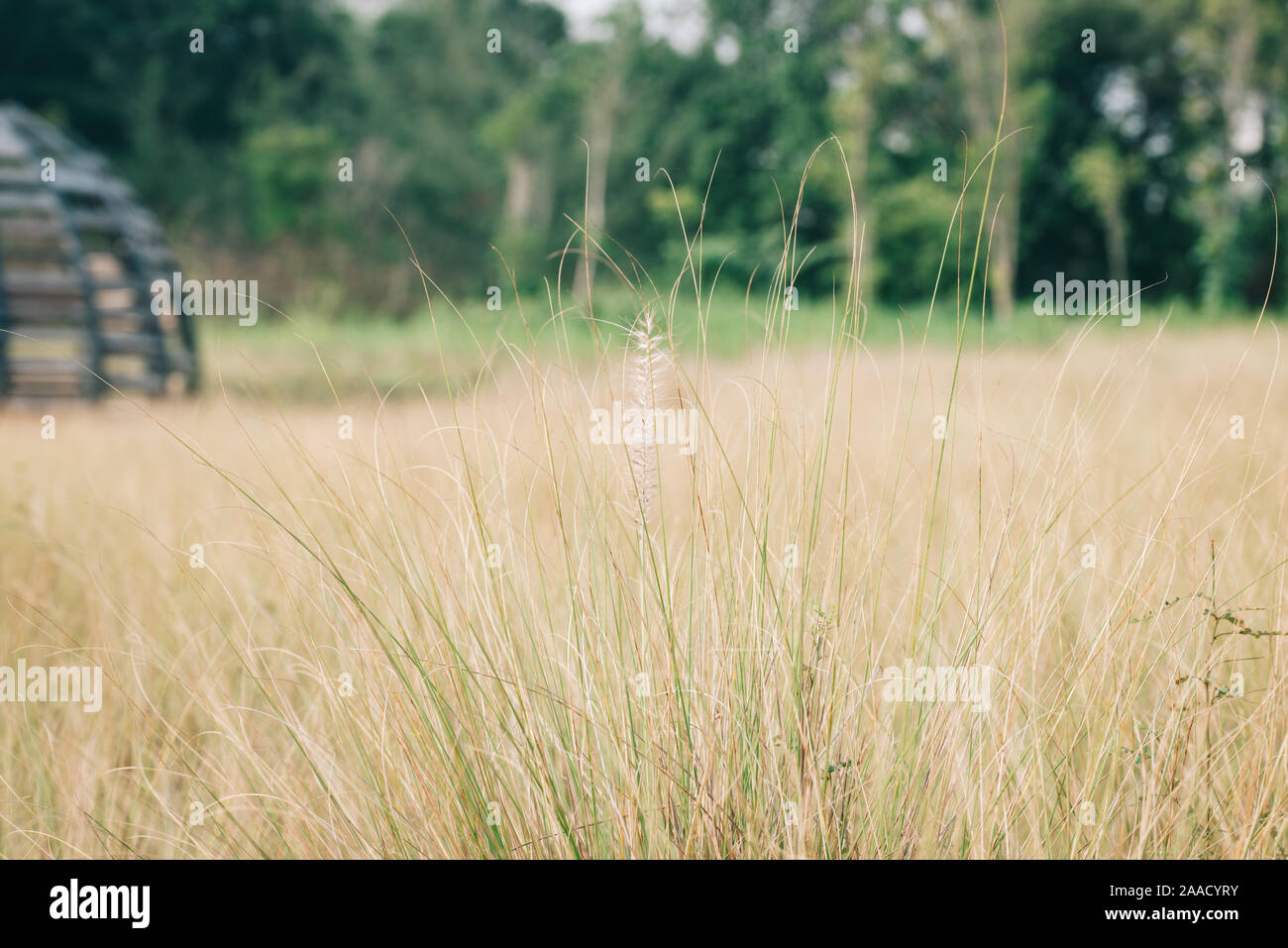 Hohe lalang Gras Blume Bereich, unscharfen Hintergrund aus. Stockfoto