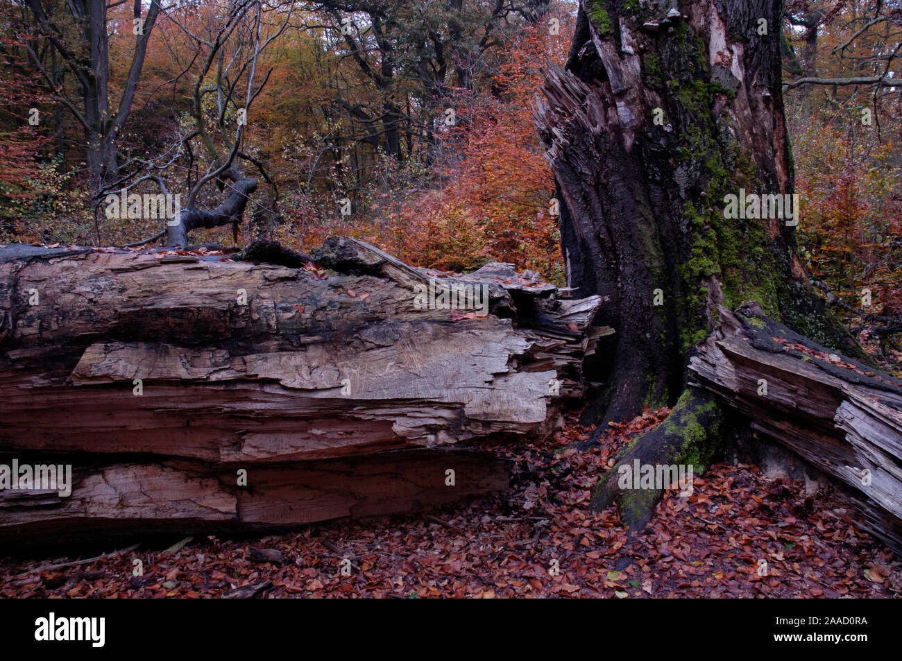 Toter Baum im Urwald Sababurg, Hessen, Deutschland/(Fagus sylvatica)/Totholz im Urwald Sababurg Reinhardswald, Hessen, Deutschland Stockfoto