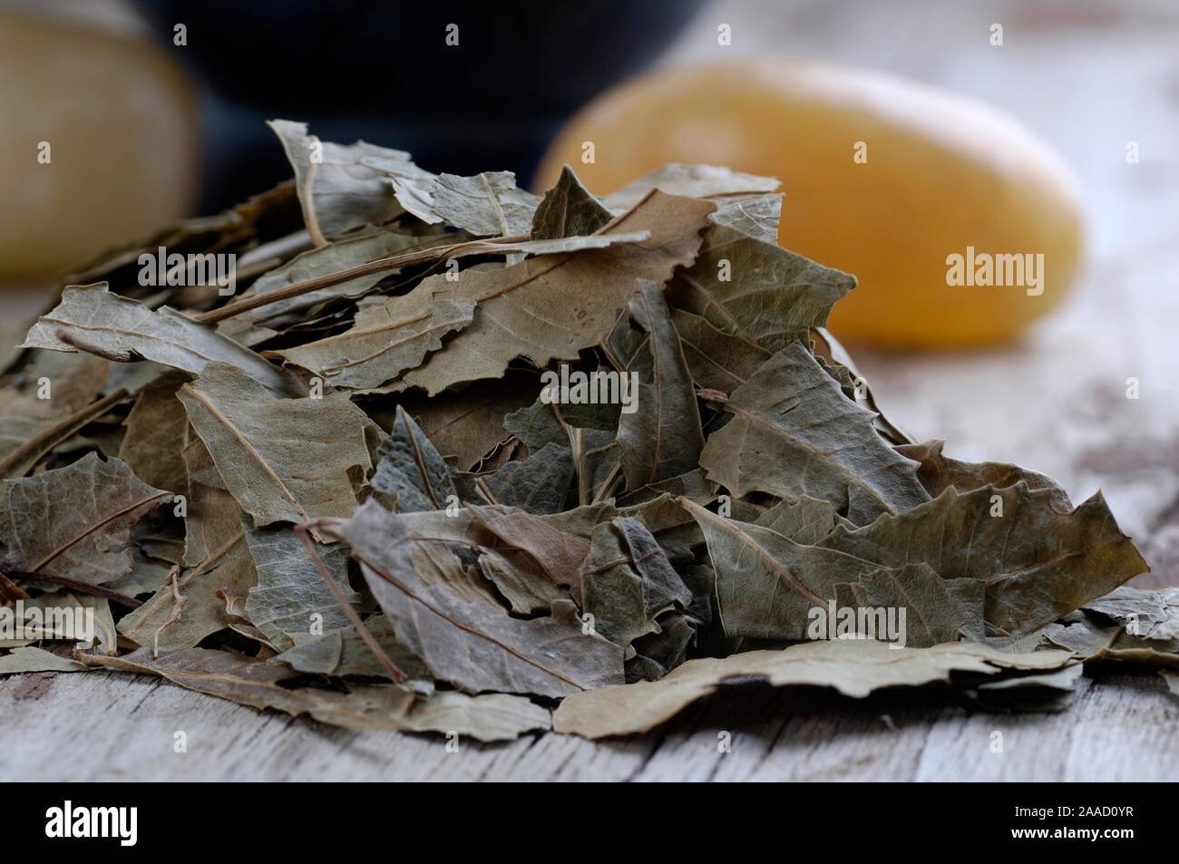 Neem Blätter getrocknet/(Melia azadirachta)/Neemblaetter/Neemblätter getrocknet, Ayuverdische Zedrachbaum, Hoelzer, Reucherhoelzer, Ayurveda, Räucherh Stockfoto