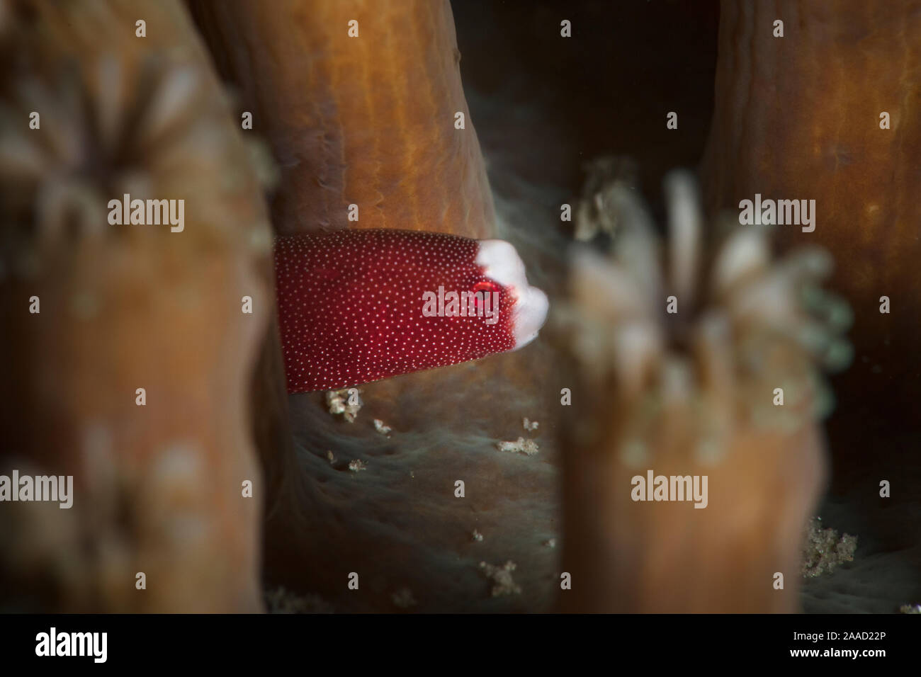 Braun pughead Seenadeln (Bulbonaricus brauni). Unterwasser Makrofotografie von Romblon, Philippinen Stockfoto