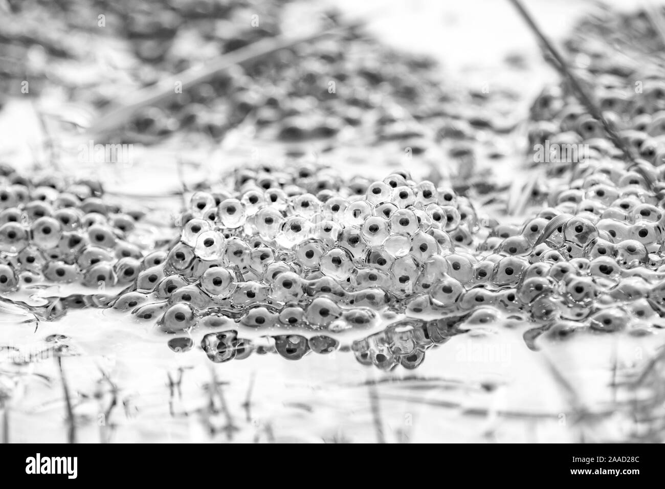 Gemeinsame Frosch im Teich in der Natur draussen Stockfoto