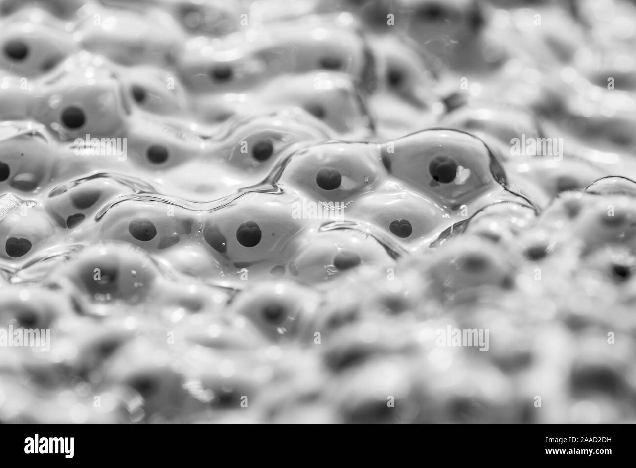 Gemeinsame Frosch im Teich in der Natur draussen Stockfoto