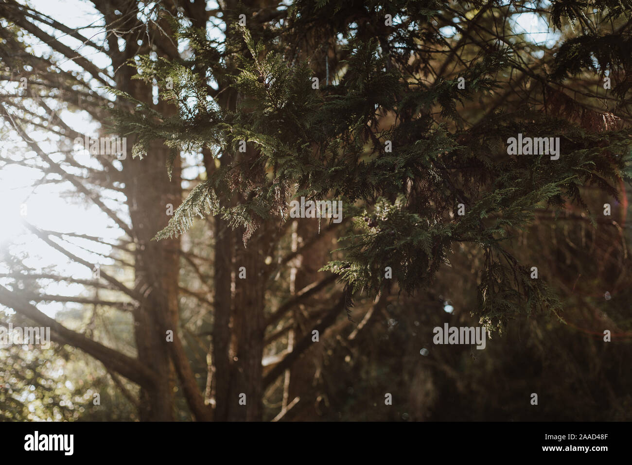 Wald Sintra Stockfoto