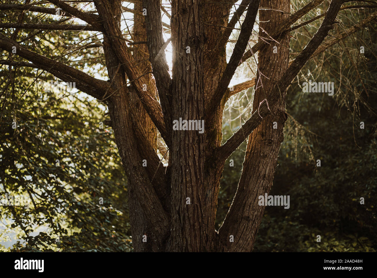 Wald Sintra Stockfoto