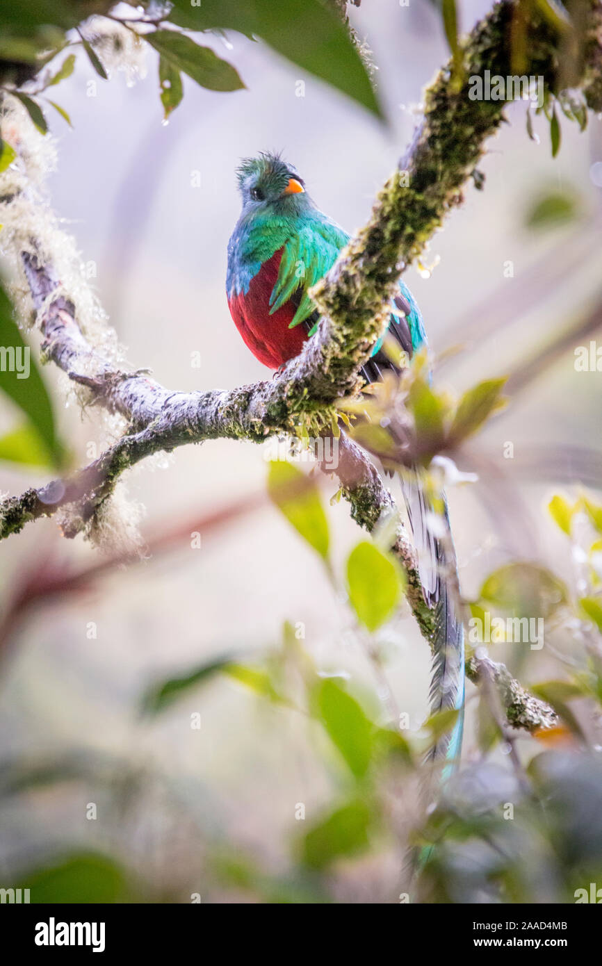 Glänzende Quetzal, pharomachrus mocinno. Vögel in Costa Rica. San Gerardo de Dota Stockfoto