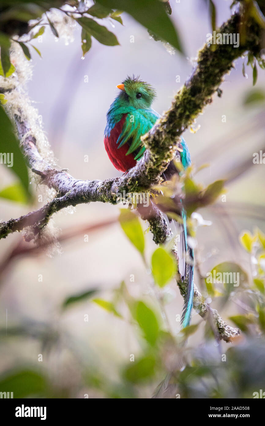 Glänzende Quetzal, pharomachrus mocinno. Vögel in Costa Rica. San Gerardo de Dota Stockfoto