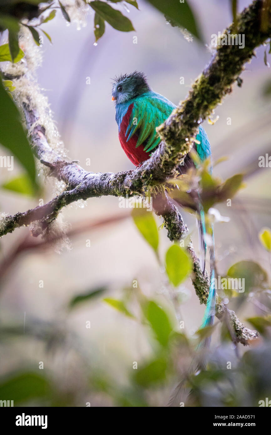 Glänzende Quetzal, pharomachrus mocinno. Vögel in Costa Rica. San Gerardo de Dota Stockfoto