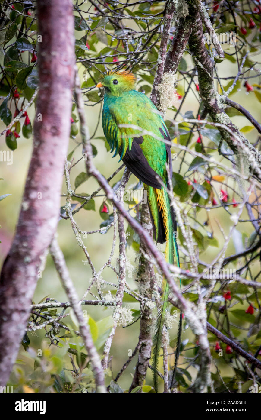 Glänzende Quetzal, pharomachrus mocinno. Vögel in Costa Rica. San Gerardo de Dota Stockfoto