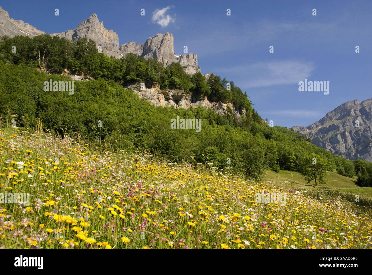 Europa; Schweiz; Wallis; Leukerbad; Daubenhoerner; Berg; Berge; Wiese; Blumenwiese; Blume; Blumen; bunte; bunt; Landschaft; Berglandschaft; Natur Stockfoto