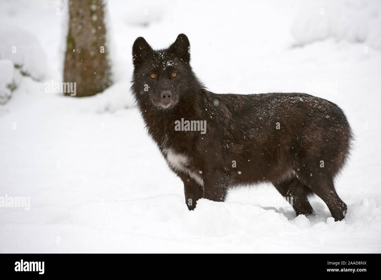 Timberwolf (Canis lupus lycaon) Stockfoto