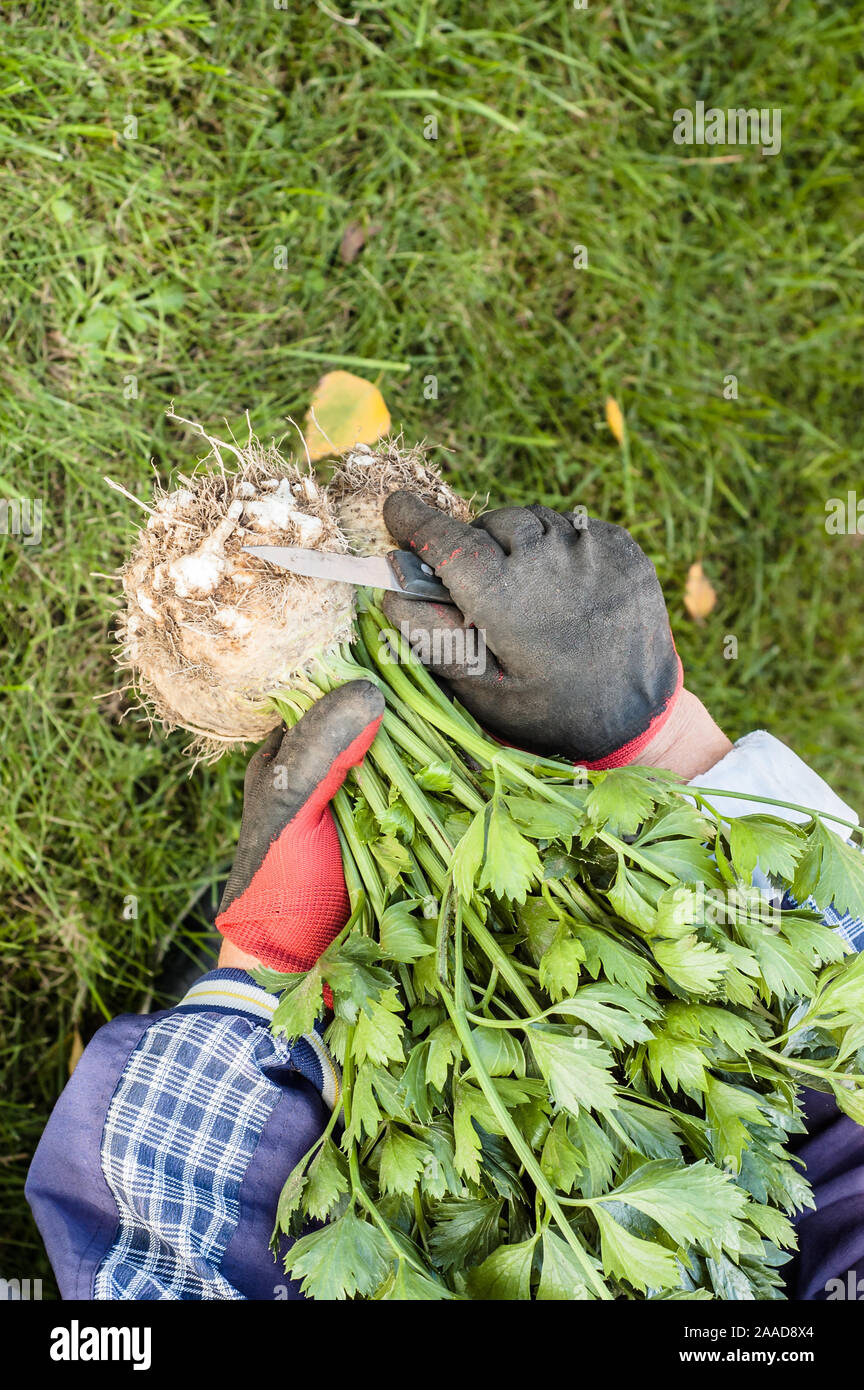 Bauer mit frischem Bio-gemüse. Ernte im Garten, den ökologischen Landbau Konzept Stockfoto