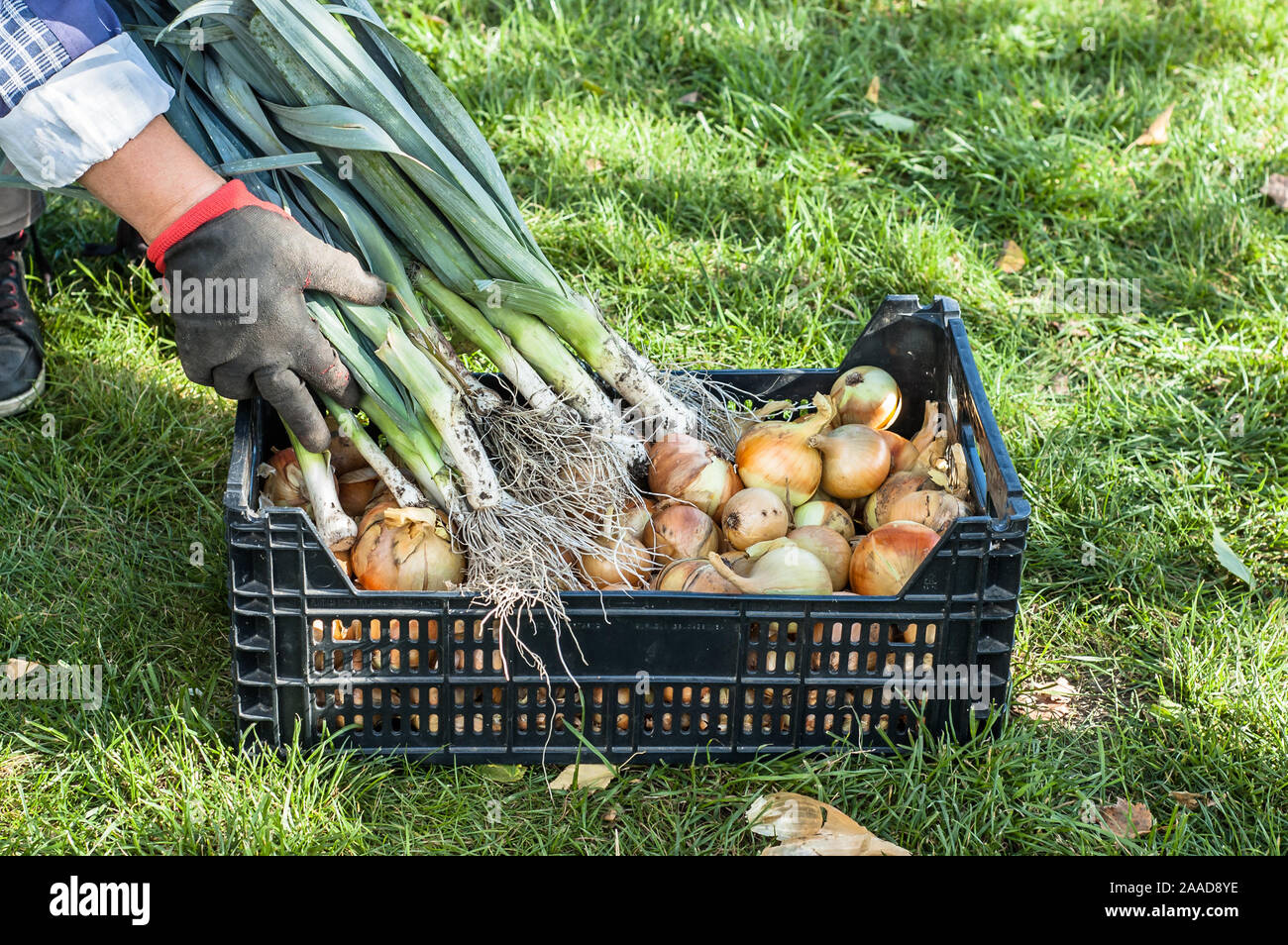 Frische, Bio Gemüse - frisch geerntete Erzeugnisse in den Garten, lokale Landwirtschaft Konzept Stockfoto