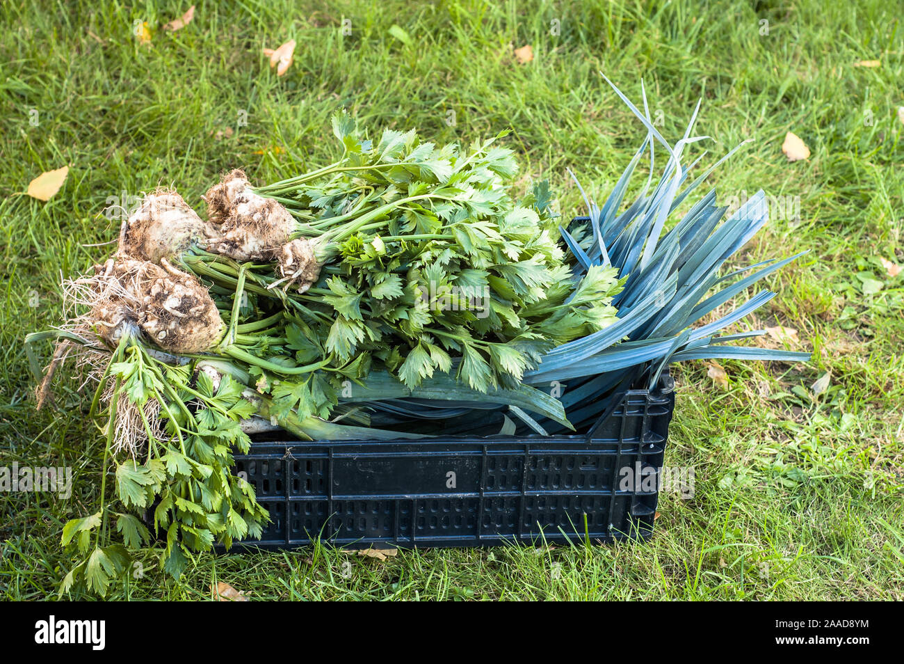 Frische, Bio Gemüse - frisch geerntete Erzeugnisse in den Garten, lokale Landwirtschaft Konzept Stockfoto