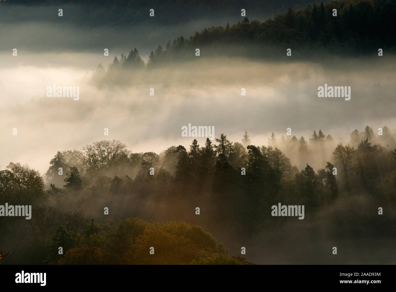 Schwarzwald, Nebelstimmung, Schauinsland, Stockfoto