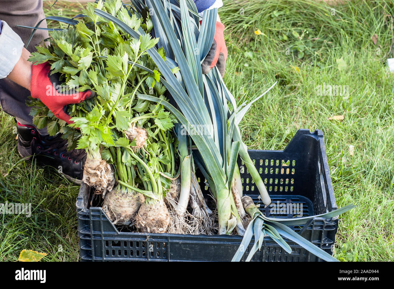 Bauer mit frischem Bio-gemüse. Ernte im Garten, den ökologischen Landbau Konzept Stockfoto