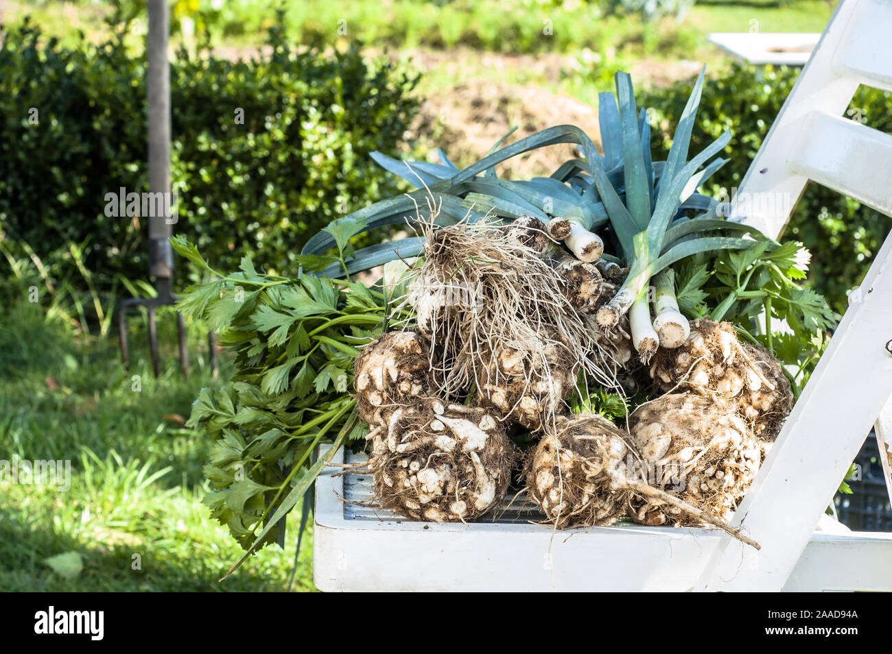 Frischen Sellerie und Porree, organisches Gemüse - frisch geerntete Erzeugnisse in den Garten, lokale Landwirtschaft Konzept Stockfoto