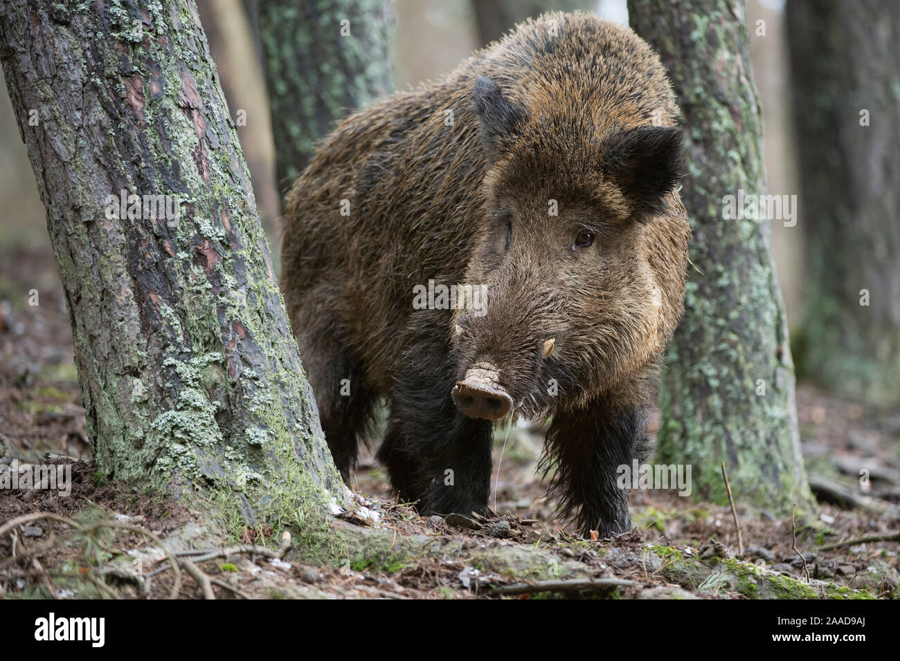 Wildschwein Winter auf Nahrungssuche, Sus scrofa Stockfoto