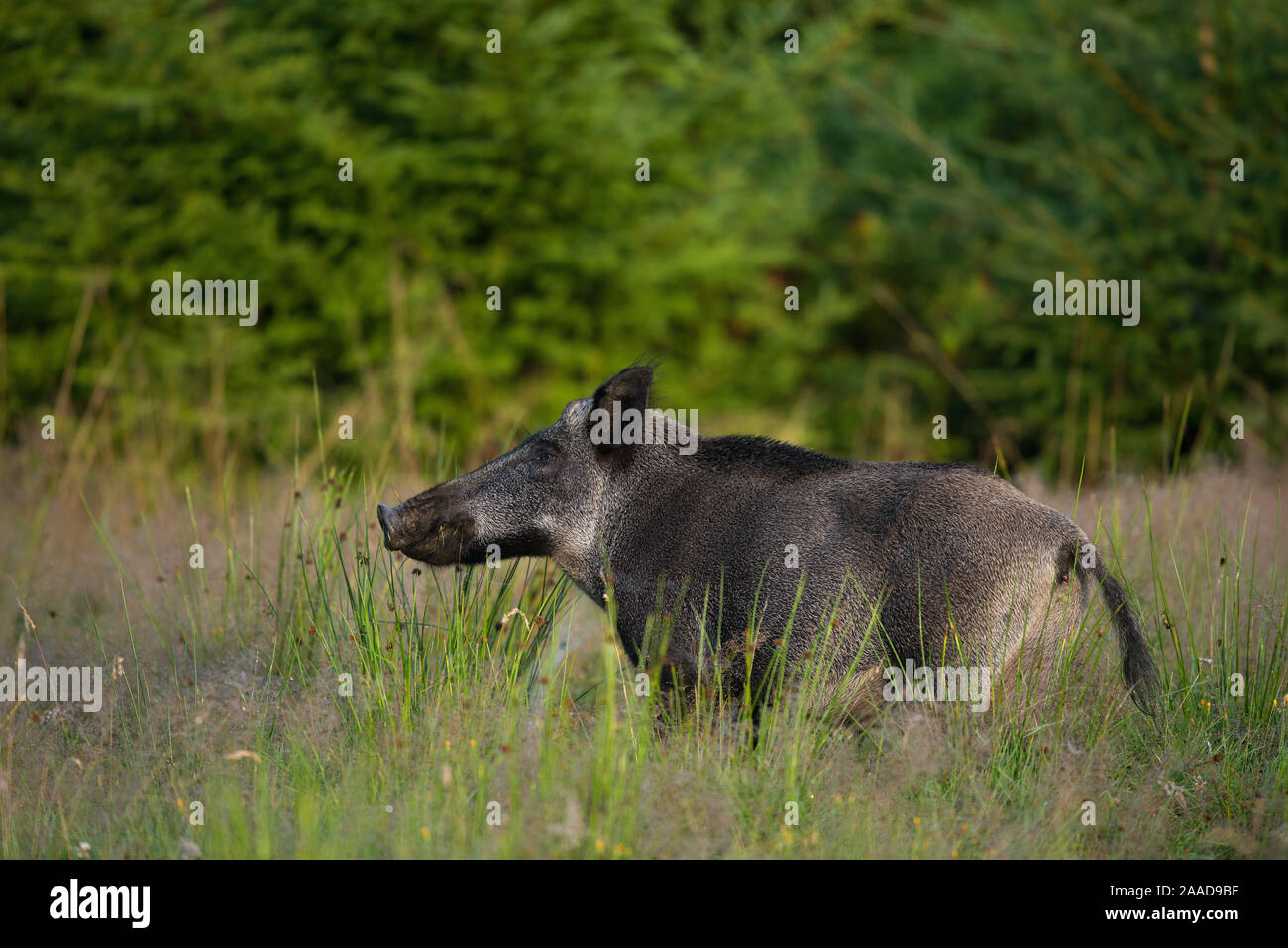 Wildschwein Winter auf Nahrungssuche, Sus scrofa Stockfoto