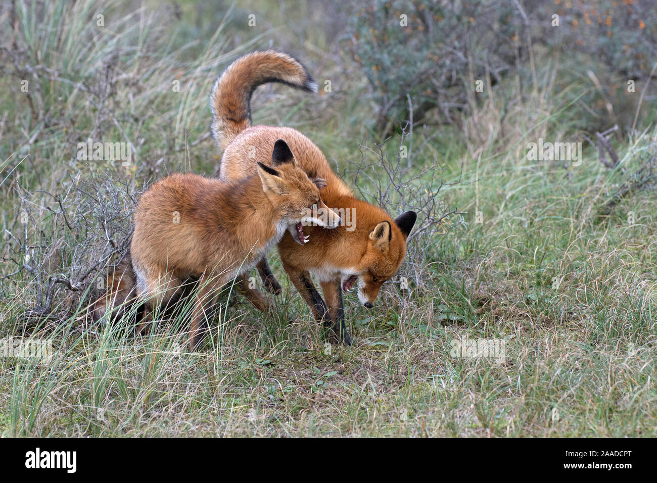 Rotfuchs, Vulpes vulpes, zwei Fuechse spielen im Wald Stockfoto