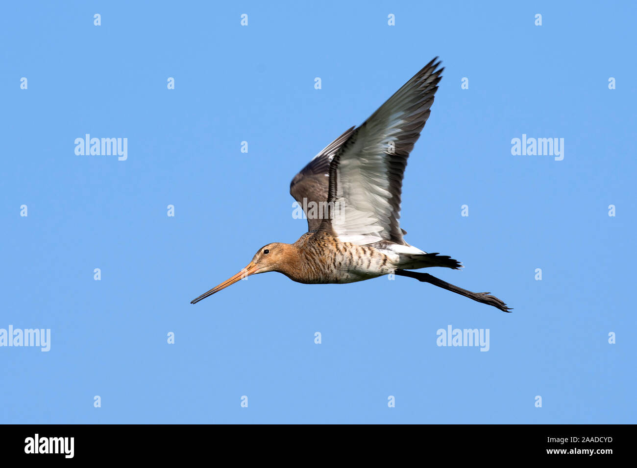 Uferschnepfe, Cygnus olor, Flugaufnahme, blauer Himmel, Stockfoto