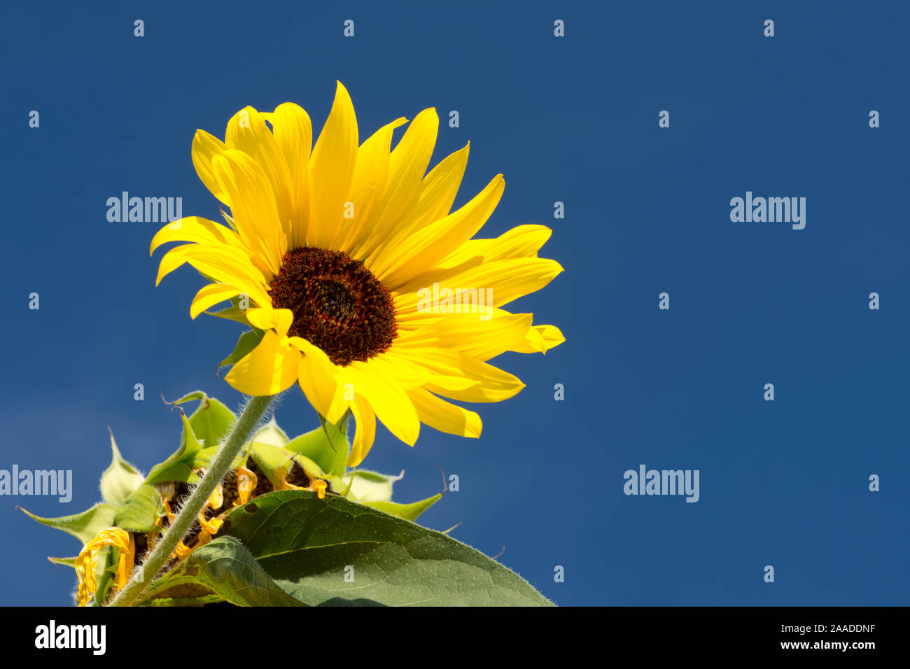 Spieleheustadl Stockfoto