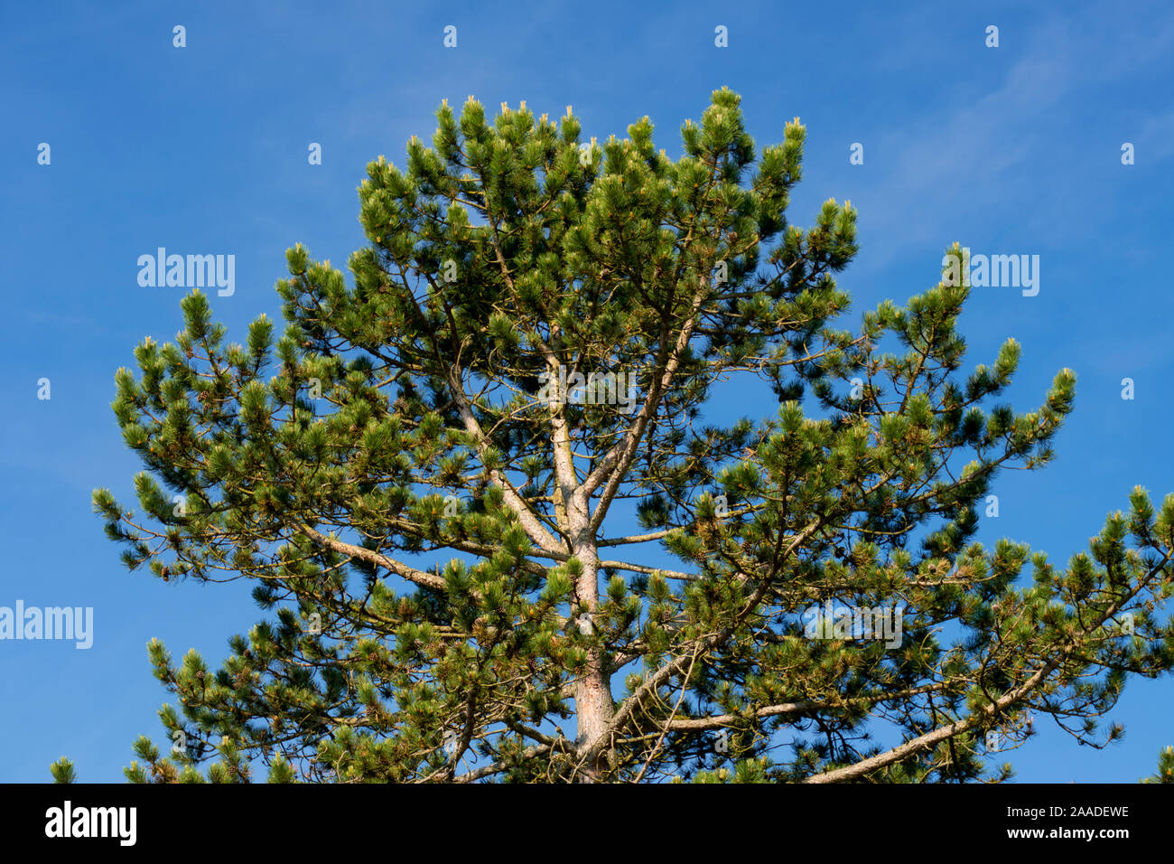 Schwarzkiefer, Pinus nigra, Schwarzföhre, Gattung Kiefern (Pinus), Familie Kieferngewächse (Pinaceae). Stockfoto