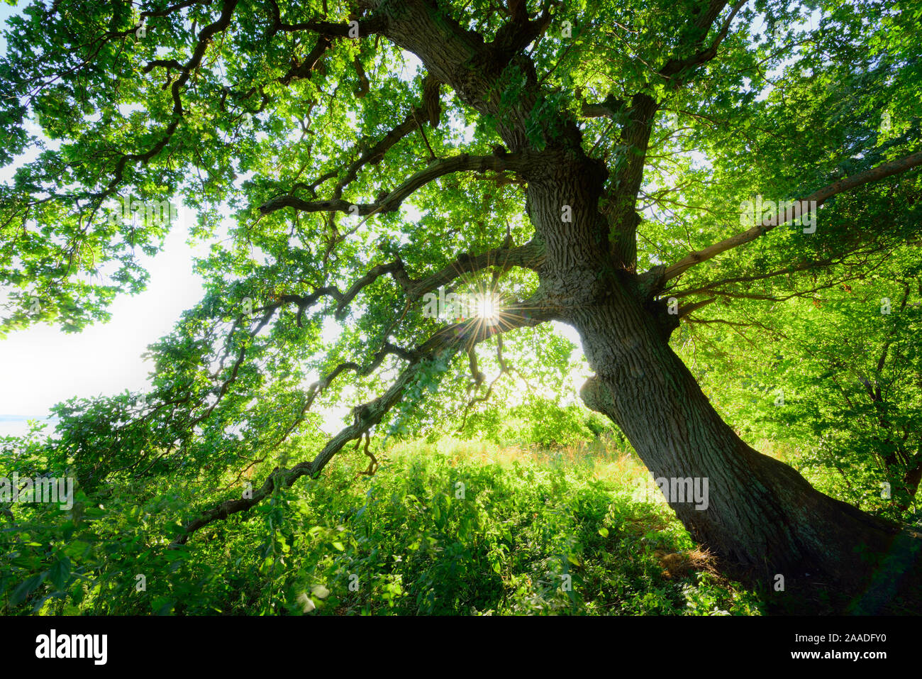 Englisch Eiche (Quercus robur) an das Biosphärenreservat Suedost-Ruegen, Insel Vilm, Deutschland Stockfoto