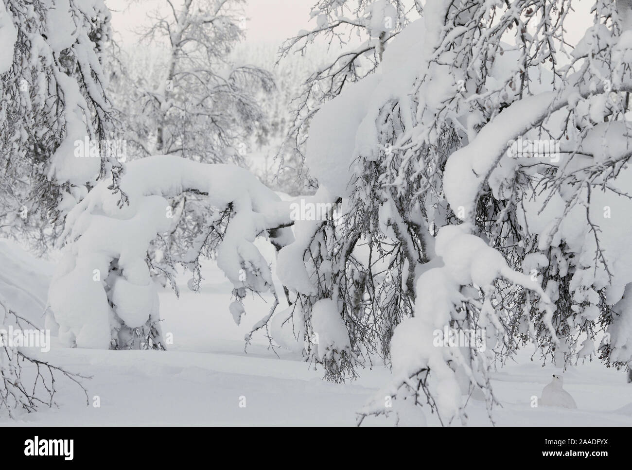 Willow Grouse (Lagopus lagopus) extrem gut unter Schnee beladenen Baum getarnt, Inari Kiilopaa Finnland Januar hoch in der Kategorie der Asferico Fotografie Wettbewerb 2017 ausgezeichnet. Stockfoto
