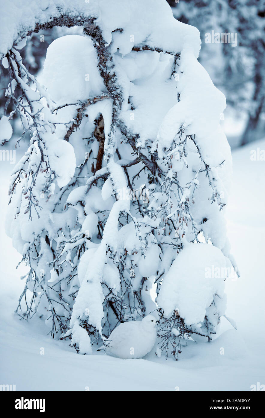 Willow Grouse (Lagopus lagopus) Zuflucht unter Schnee beladenen Baum, Inari Kiilopa Finnland Januar Stockfoto