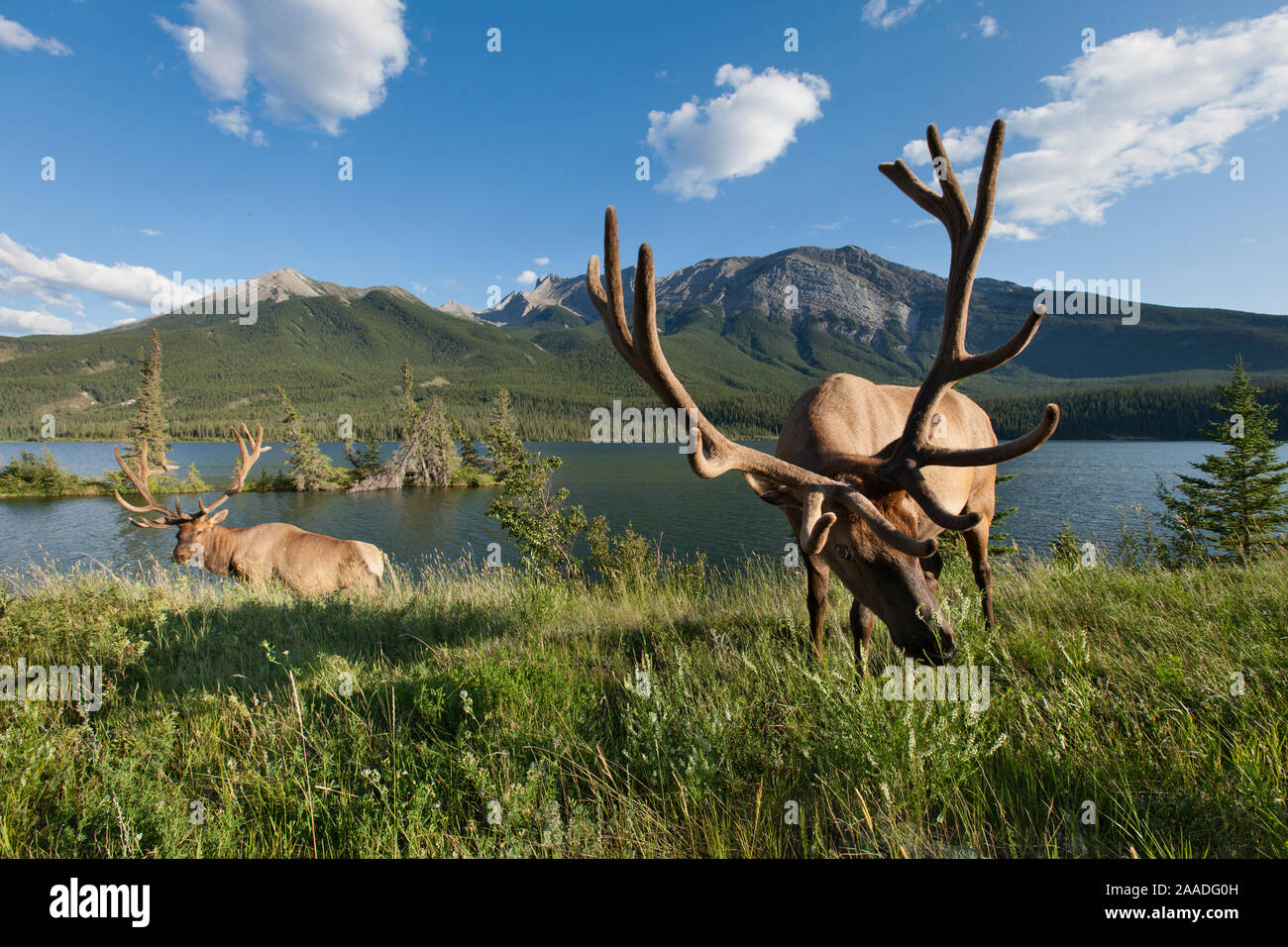 Rocky Mountain Elk (Cervus elaphus nelsoni) Stiere entlang Talbot Lake, Jasper National Park, Alberta, Kanada, August Stockfoto