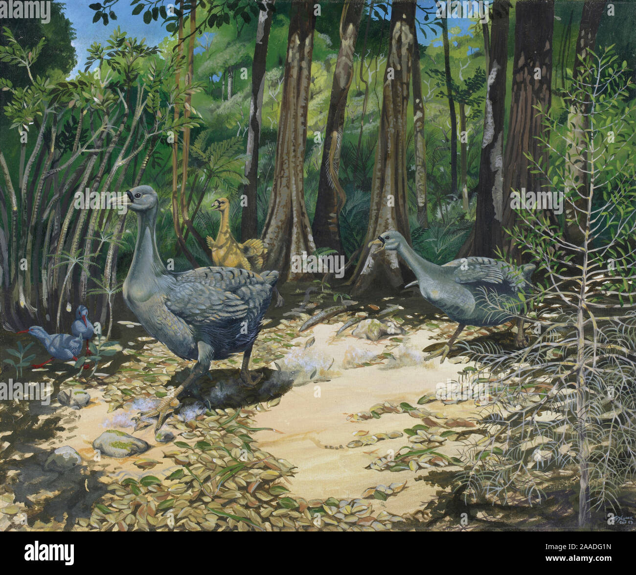 Pezophaps solitaria Fotos und Bildmaterial in hoher Auflösung Alamy