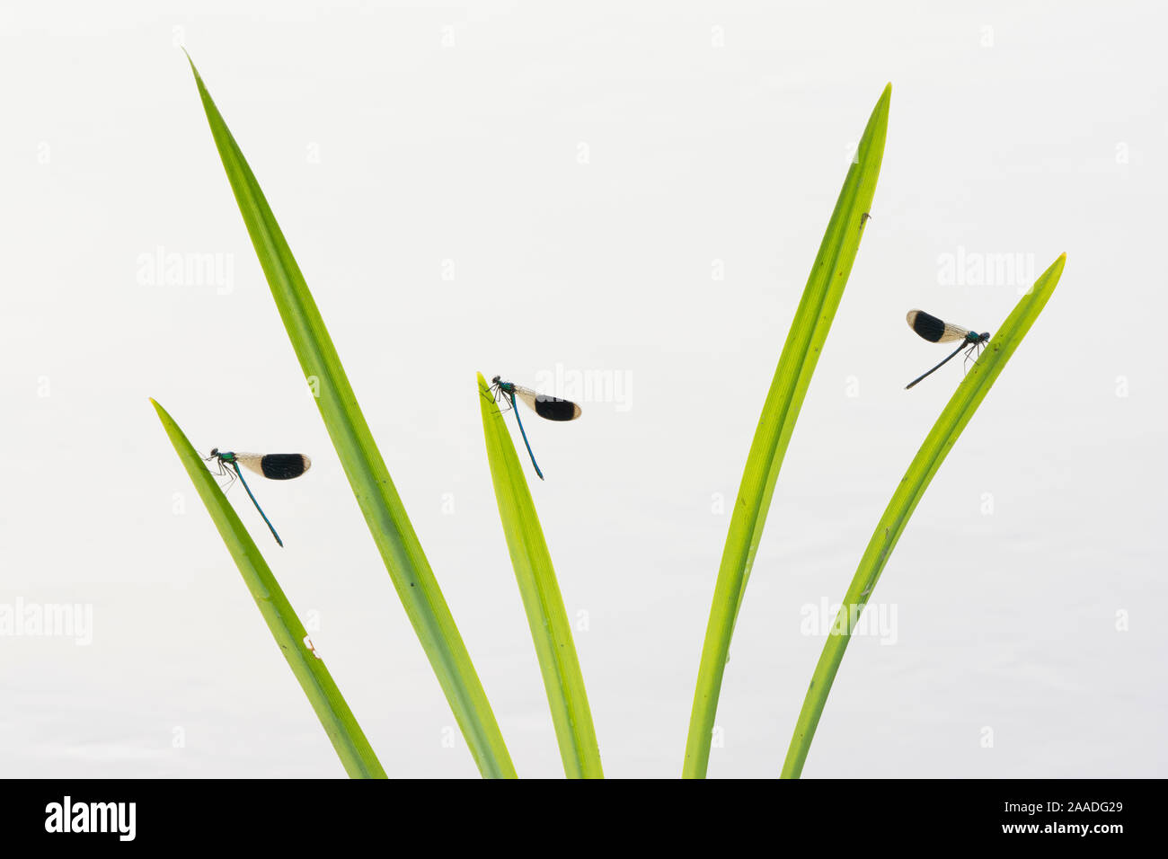 Gebänderte demoiselle (Calopteryx splendens) Männchen ruht auf Gras, Niederlande, August. Stockfoto