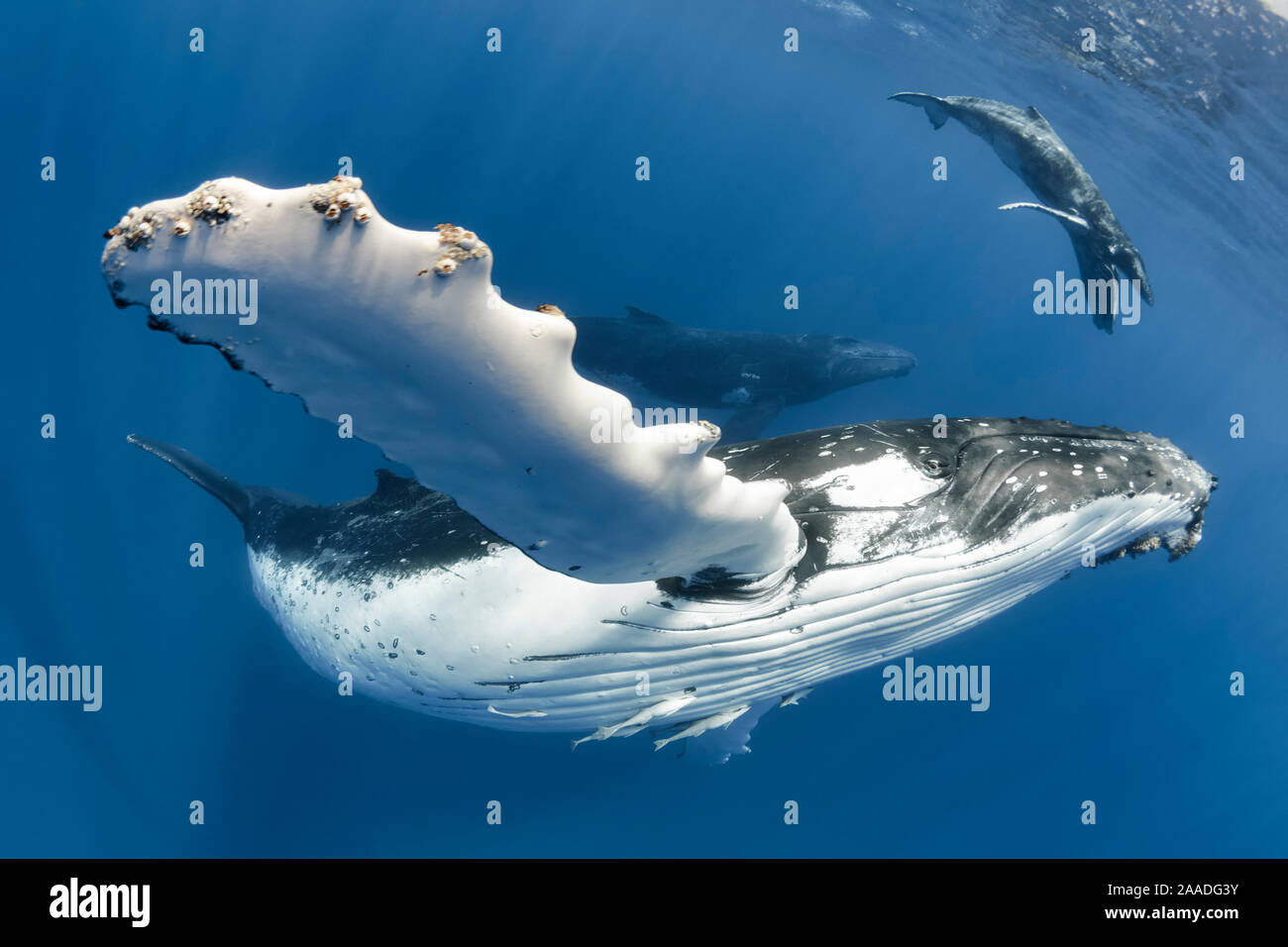 Buckelwale (Megaptera novaeangliae) erwachsenen weiblichen im Vordergrund, mit ihren männlichen Kalb und ihre Escort hinter ihr. Vava'u, Tonga, Südsee. Stockfoto