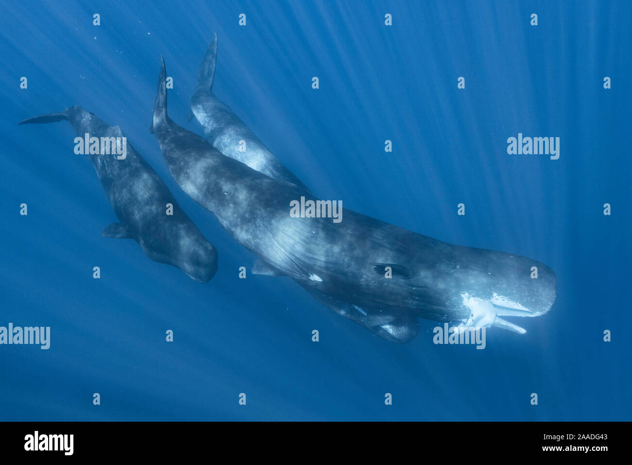 Pottwal (Physeter macrocephalus) erwachsene Frau mit einem großen Stück Giant Squid, die diese Gruppe der Wale aus der tiefe Graben gebracht hatte. Ogasawara / Bonin Inseln, Japan. Stockfoto