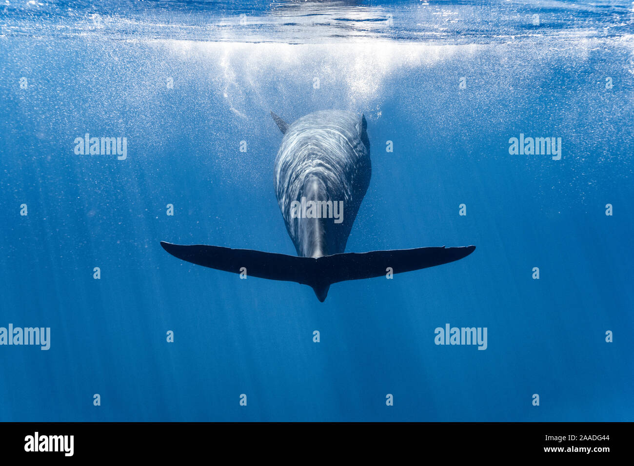 Pottwal (Physeter macrocephalus) schwimmen kopfüber an der Ozeanoberfläche nach oben kommen von einem langen nahrungssuche Tauchen. Ogasawara / Bonin Inseln, Japan. Stockfoto