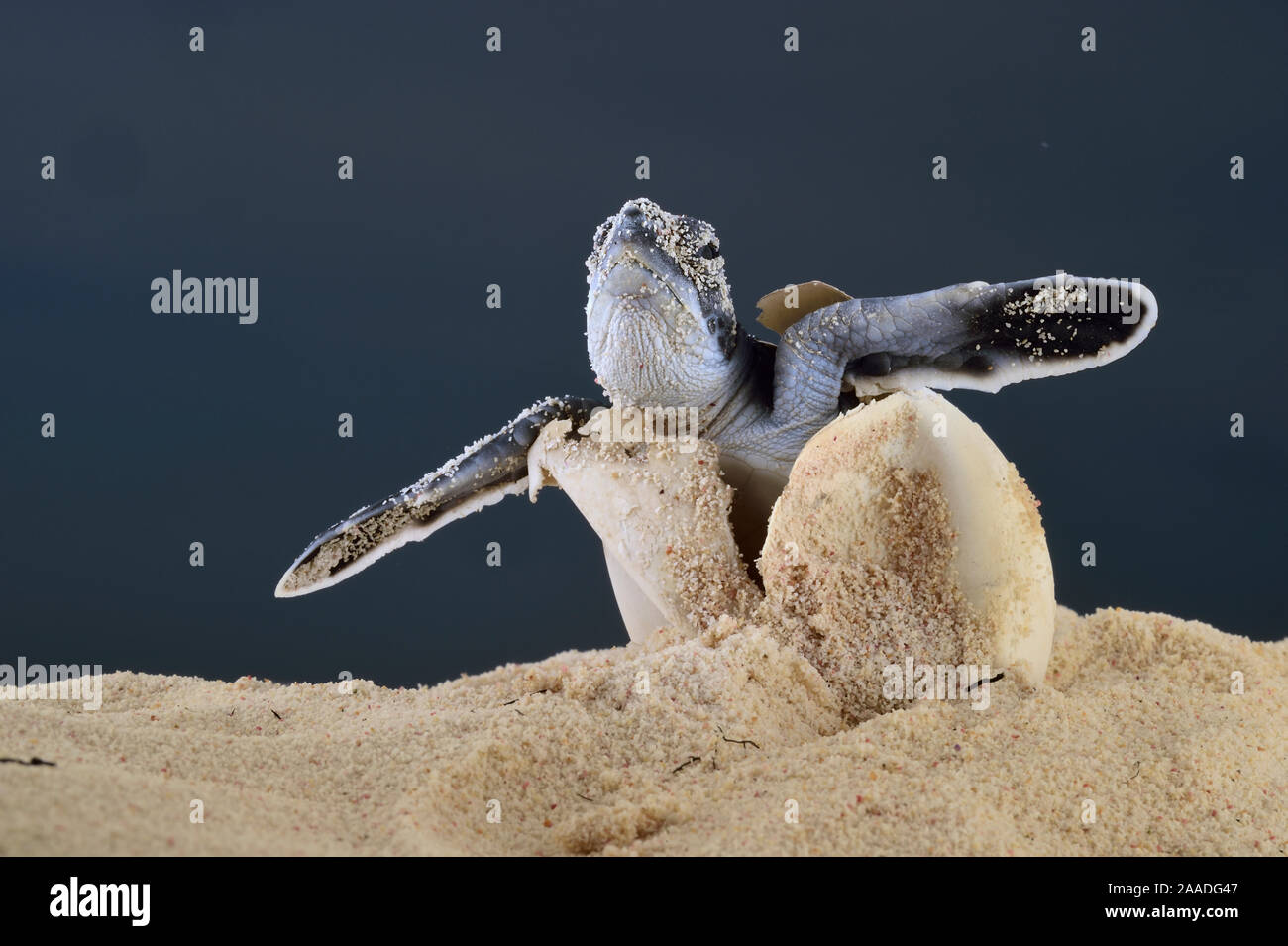 Nach einer Inkubationszeit von 45 bis 55 Tagen eine erste Hatchling" Suppenschildkröte (Chelonia mydas) ergibt sich aus dem Sand, Bonaire, Leeward Antillen, Karibik, Niederländische Antillen Stockfoto