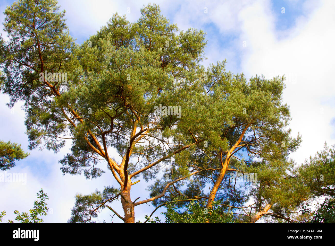 Waldkiefer, Picea abies, Gattung Kiefern (Pinus), Familie Kieferngewächse (Pinaceae). Stockfoto