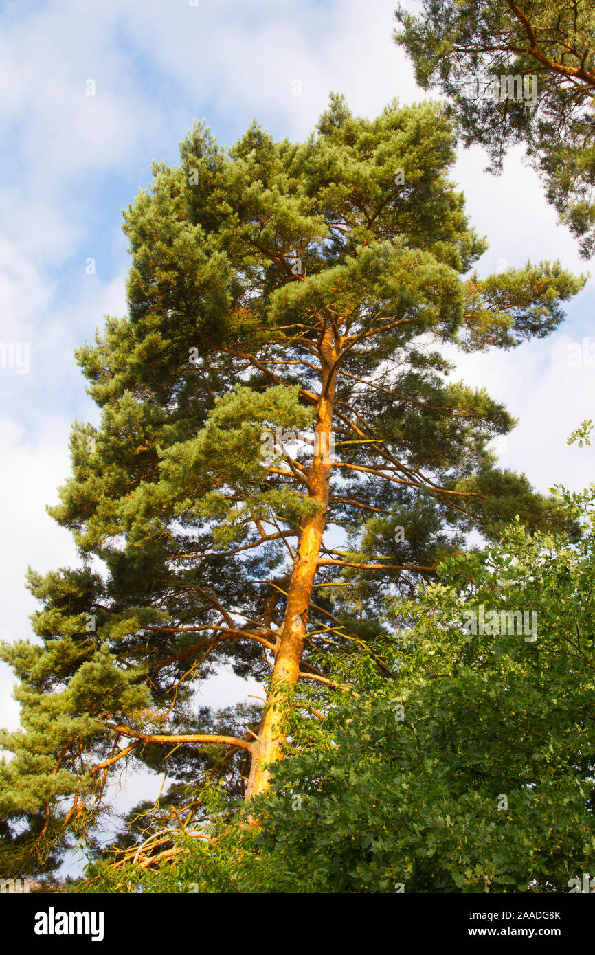 Kiefer baum -Fotos und -Bildmaterial in hoher Auflösung – Alamy