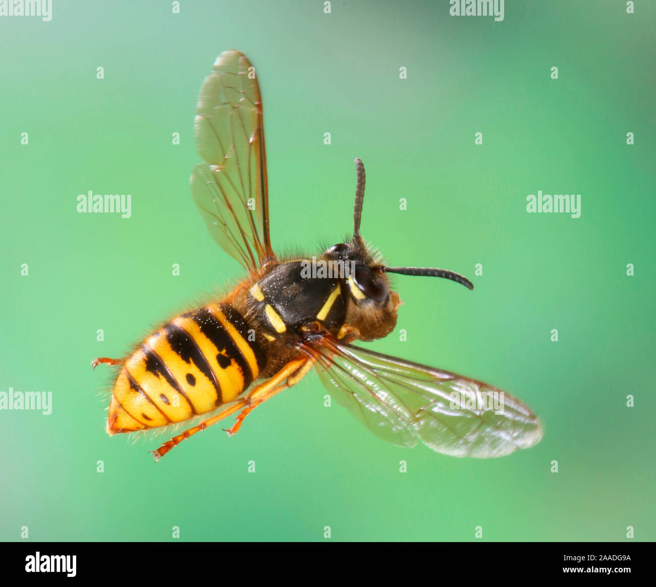 Sächsische Wespe (Dolichovespula saxonica) Königin zu ihrem Nest mit einem Ball von Zellstoff zu fliegen. Surrey, England Stockfoto