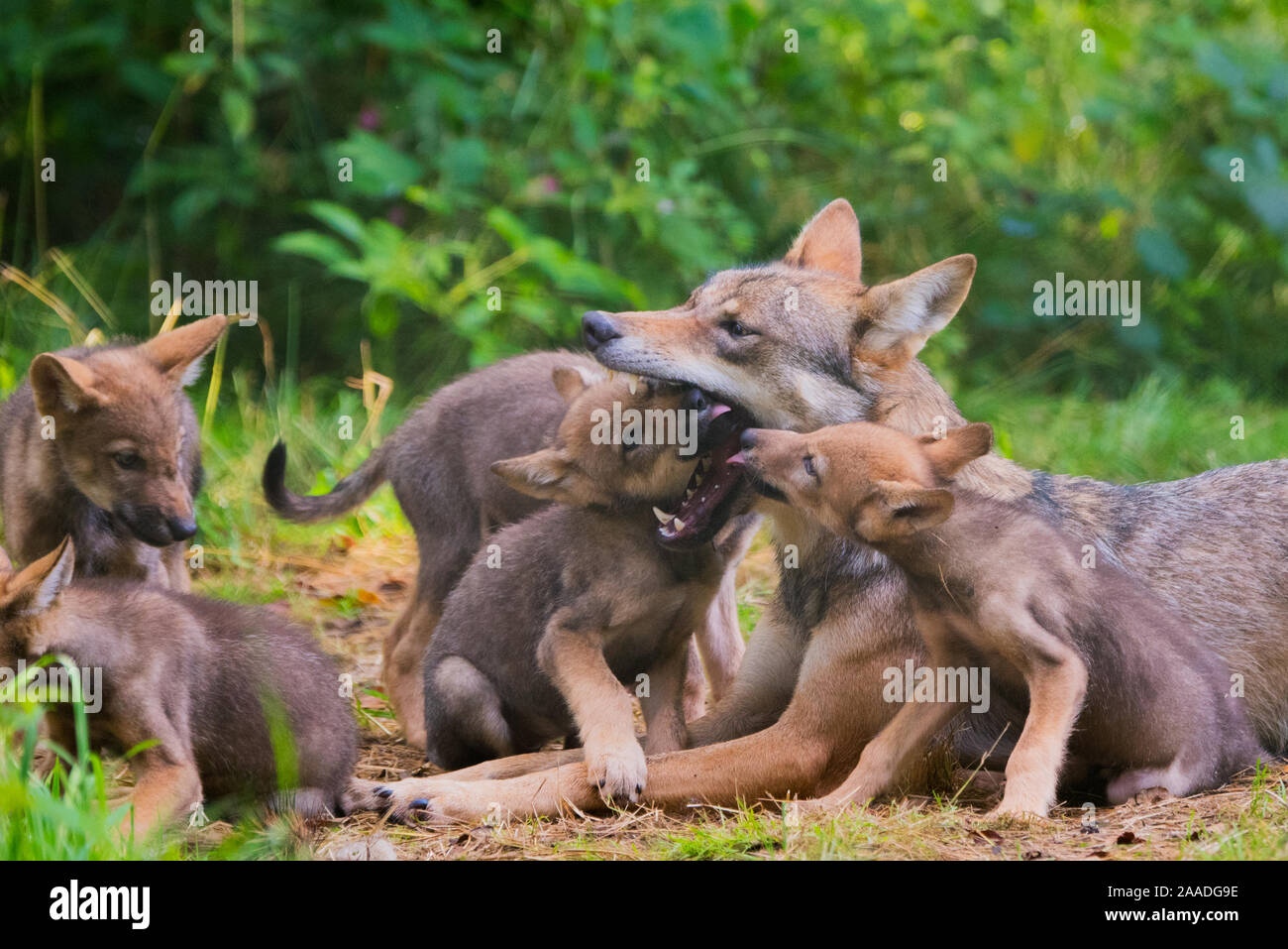 Grauer Wolf (Canis lupus) Mutter und zwei Monate alten Jungen, pups Betteln durch das Lecken der Mutter Mund, Captive Stockfoto