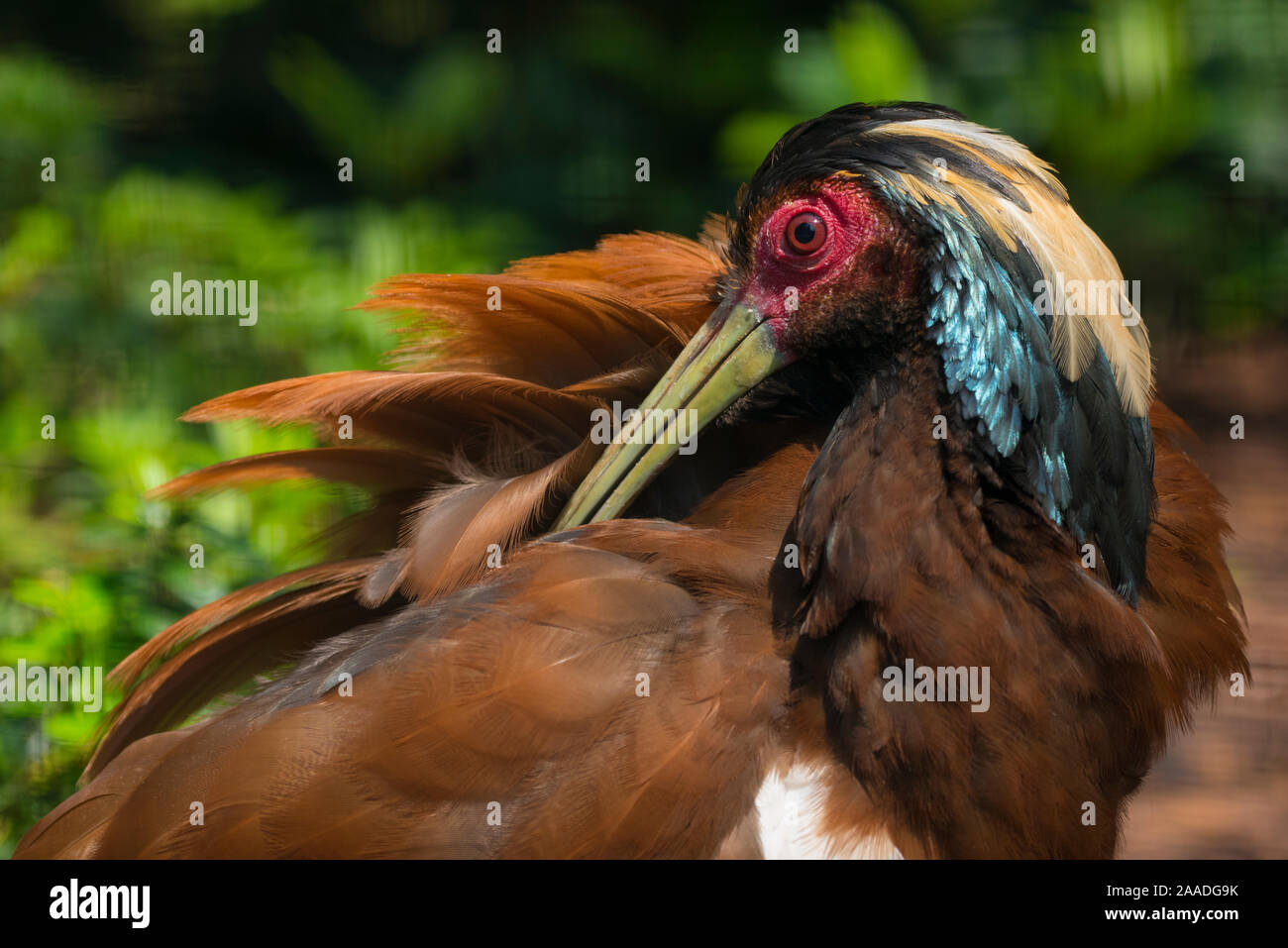 Madagaskar crested Holz ibis (Lophotibis cristata) putzen, endemisch auf trockenen Wald von Madagaskar, Captive Stockfoto