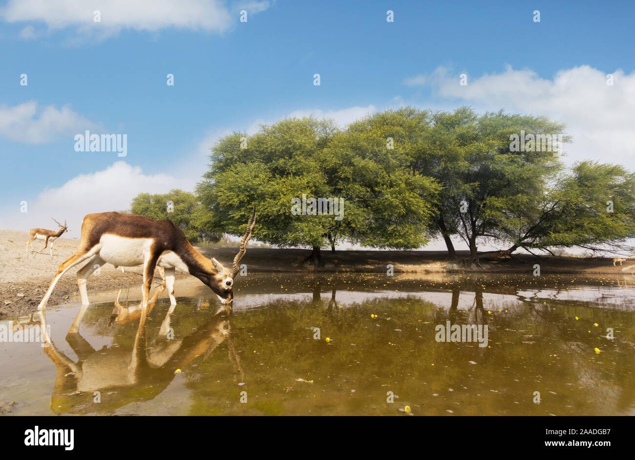 Hirschziegenantilope (Antilope cervicapra), Weitwinkel Boden Perspektive der männlichen trinken. Tal Chhapar Wildlife Sanctuary, Rajasthan, Indien. Kamera trap Bild Stockfoto