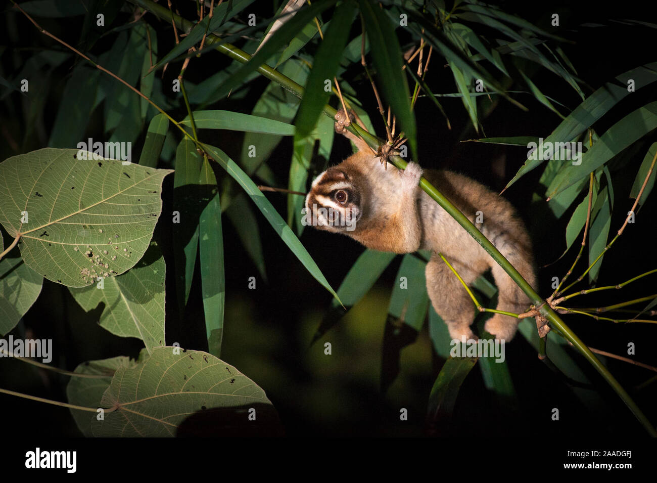 Javan Slow Loris (Nycticebus javanicus), Nahrungssuche in den Baldachin. Cipaganti, Garut, Java, Indonesien. Stockfoto