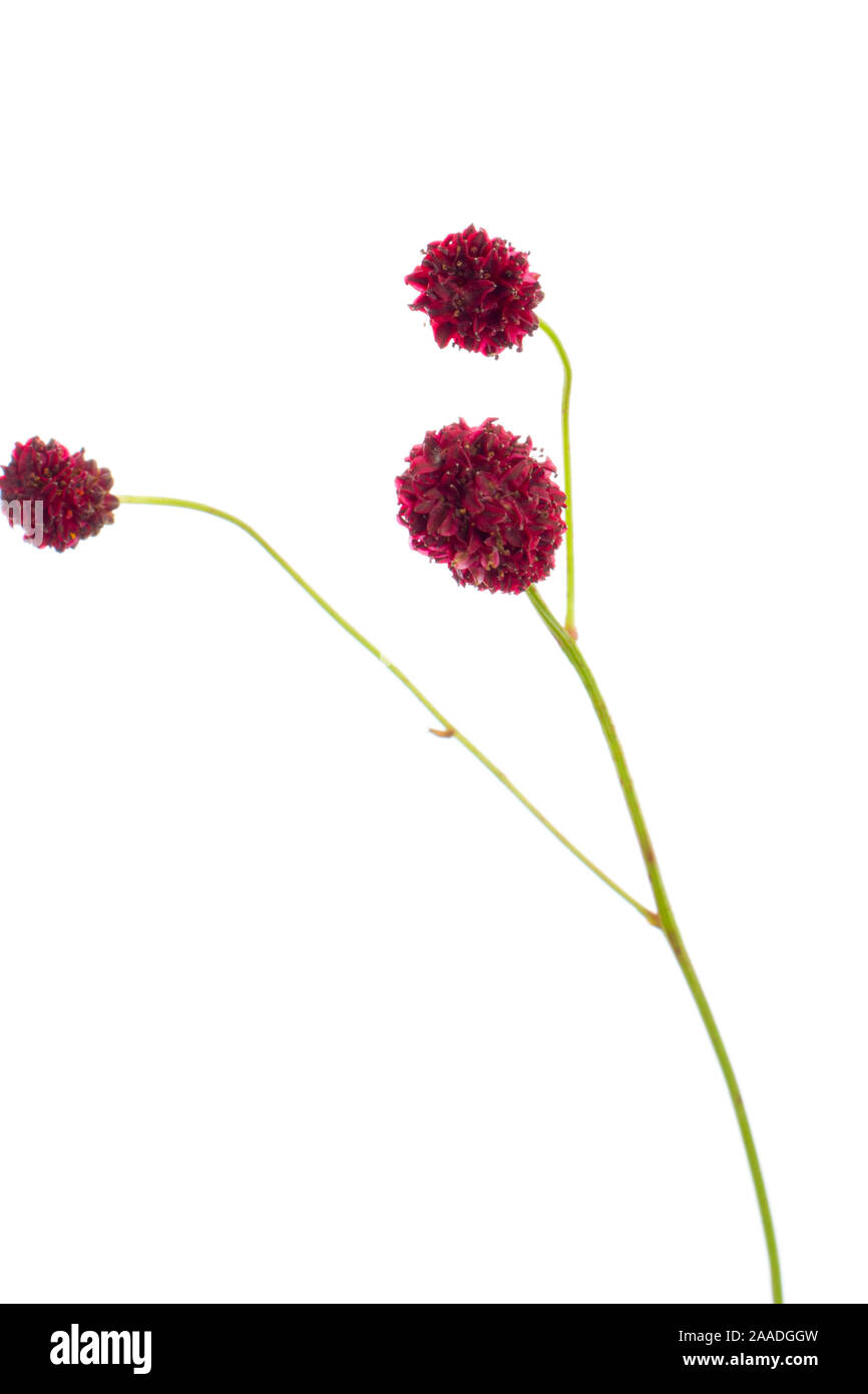 Großer Wiesenknopf (Sanguisorba officinalis), Ordnung (Rosenartige Rosales), Familie Rosengewächse (Rosaceae), Unterfamilie Rosoideae Gattung, Wiesen Stockfoto
