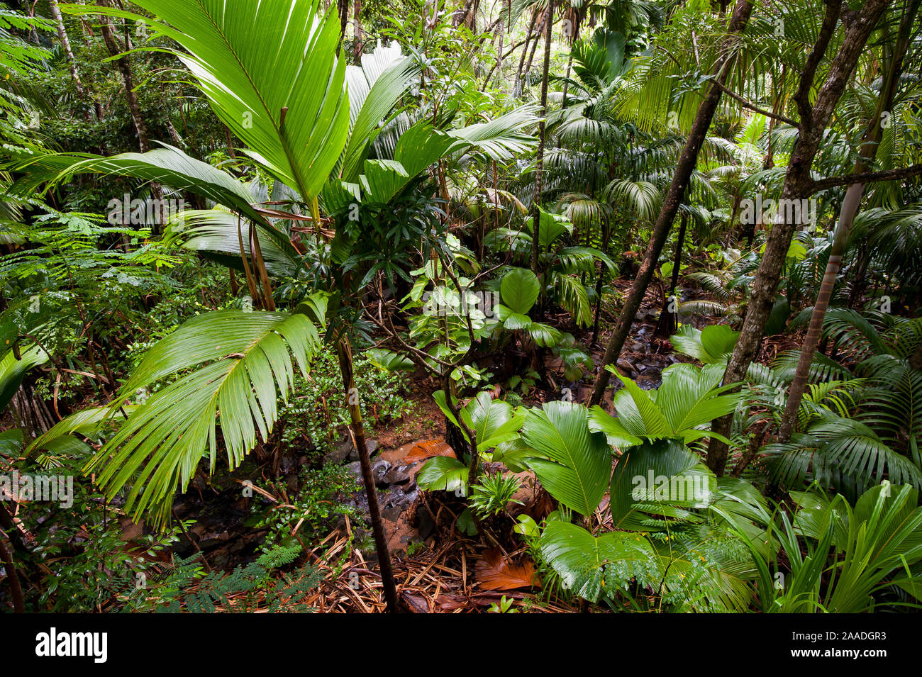 Pristine Coco de Mer Wald (Lodoicea maldivica) mit Bach, Vallee de Mai Naturschutzgebiet und UNESCO-Weltkulturerbe, Praslin Island, Republik Seychellen Stockfoto