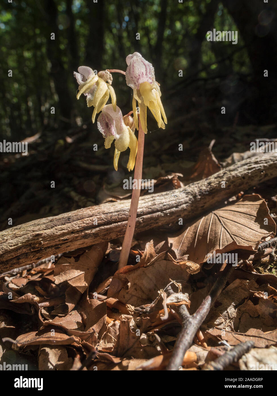 Ghost Orchid (Epipogium aphyllum) sehr selten und sporadisch Arten unter Buchenholz wächst auf 1300 m, Mt Sirente, in der Nähe von L'Aquila, Abruzzen. Italien. Juli 2013. Stockfoto