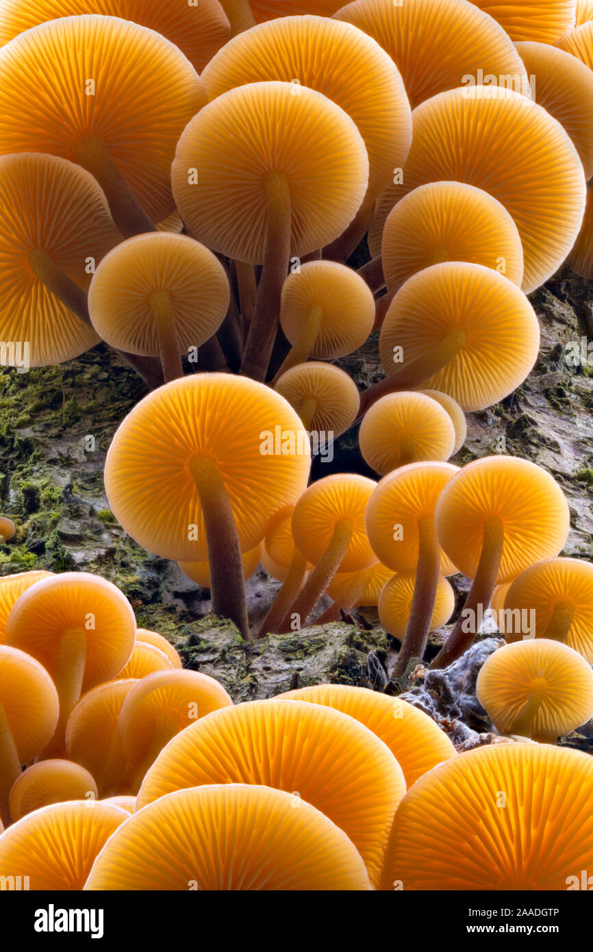 Velvet Schaft/Winter Pilz (Flammulina velutipes), wächst an abgestorbenen Baum. Peak District National Park, Großbritannien. Dezember. Fokus gestapelt. Stockfoto